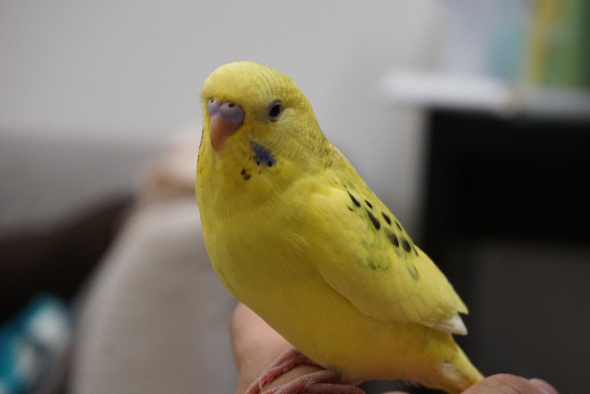 keychan82261537's tweet photo. #インコ #迷子インコ #拡散希望

7/14 14時頃 千葉県木更津市 で黄色のセキセイインコ(きぃちゃん)を逃がしてしまいました
キーチャンとかキーコラピーと鳴きます
見かけた方はご連絡頂きたいです
家族の頭、肩、手に乗る慣れた子です
よろしくお願いします https://t.co/BQFhgb3j8f