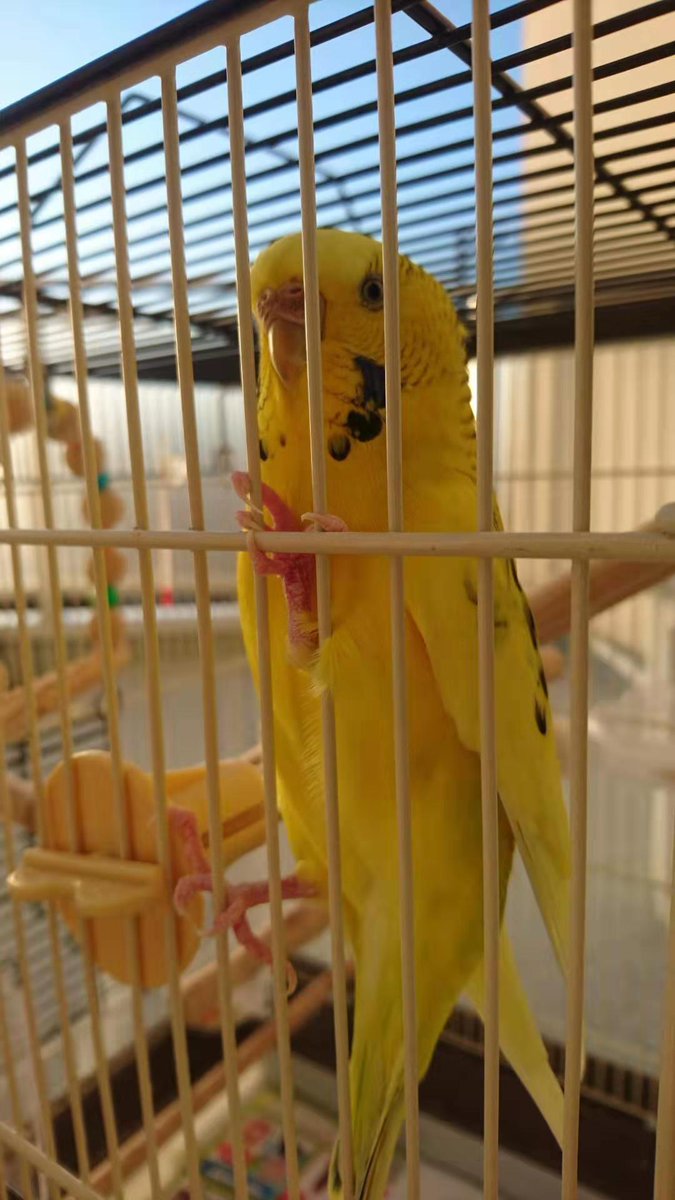 keychan82261537's tweet photo. #インコ #迷子インコ #拡散希望

7/14 14時頃 千葉県木更津市 で黄色のセキセイインコ(きぃちゃん)を逃がしてしまいました
キーチャンとかキーコラピーと鳴きます
見かけた方はご連絡頂きたいです
家族の頭、肩、手に乗る慣れた子です
よろしくお願いします https://t.co/BQFhgb3j8f