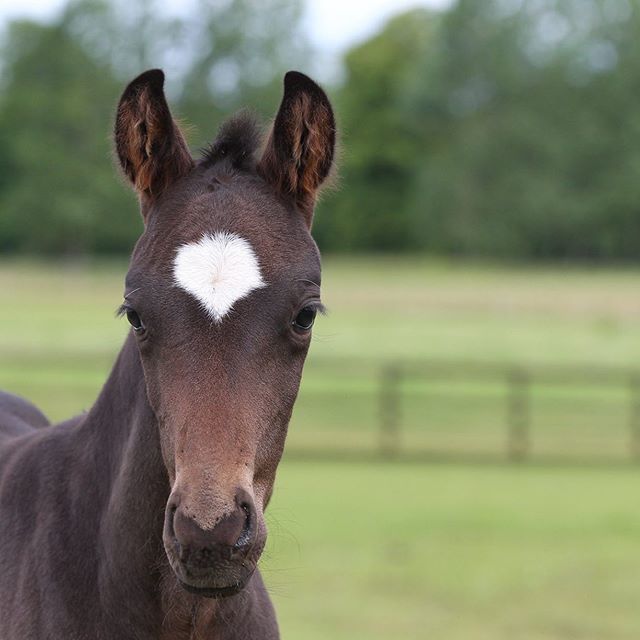 faside_stud's tweet photo. Furstenball x Sandro Hit colt foal. Pic by Bob Langrish Photography. #furstenball #sandrohit #dressagefoal #dressagehorse #britishwarmblood #breedthebest https://t.co/Da7ujyotAl