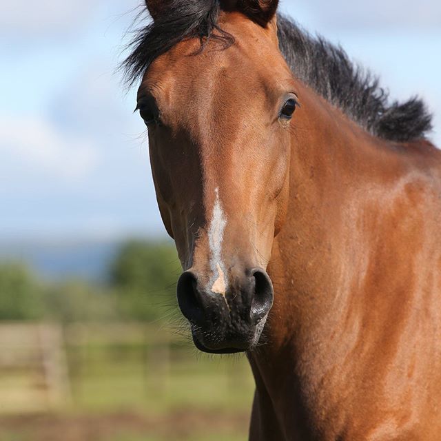 faside_stud's tweet photo. Yummy mummy Firefly by Franklin. Firefly had her first foal this year, a filly by San Amour. Thank you to Pam from Bob Langrish Photography for the photo. #franklin #sanamour #scandic #breedthebest #warmbloodbreeders #wbsuk https://t.co/VLGSBLRshV