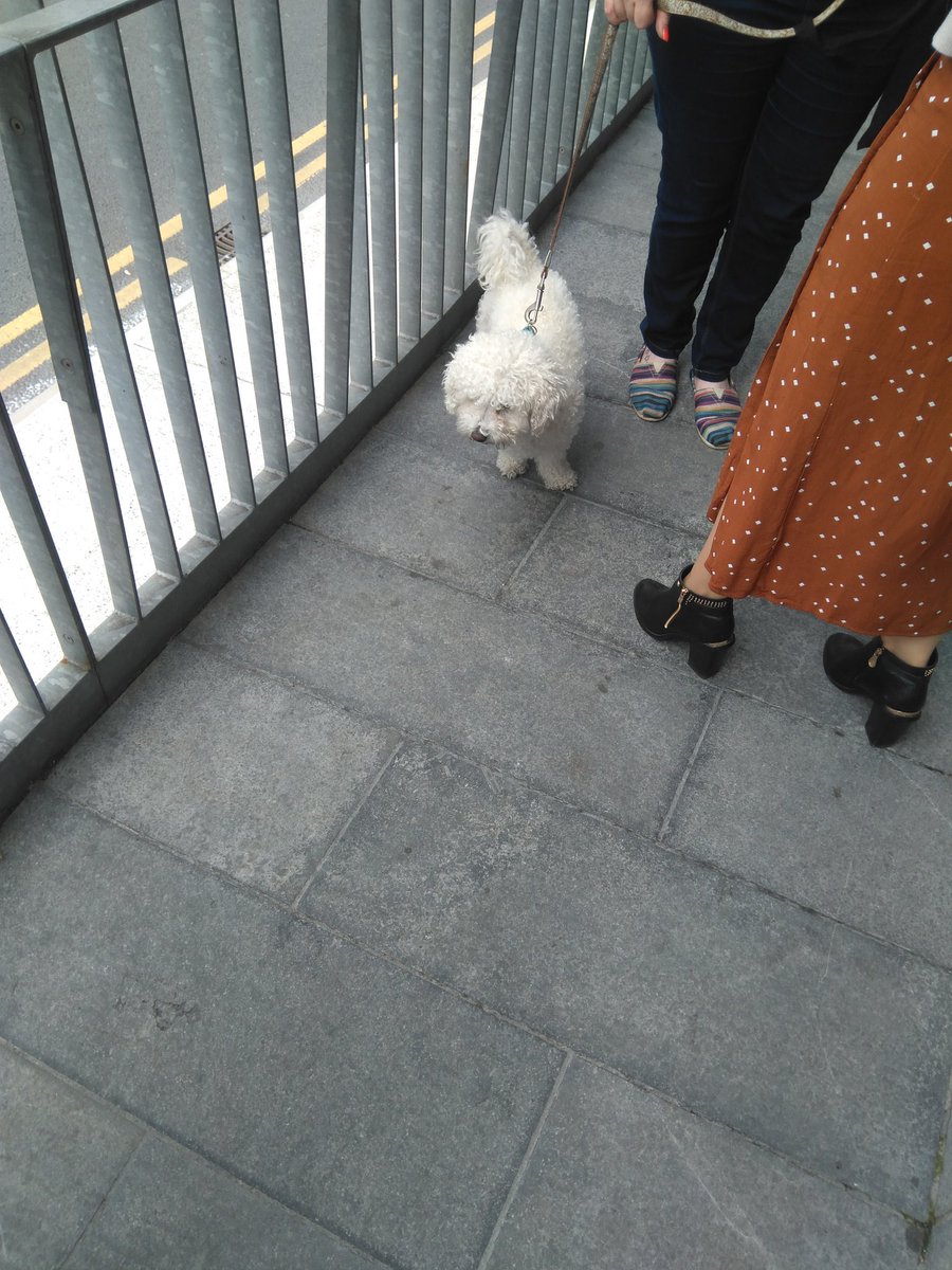 DogLogForToday's tweet image. This is Charlie