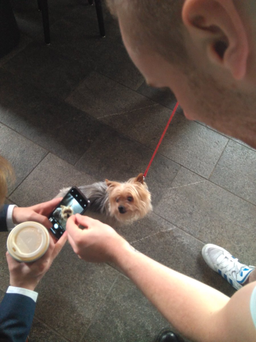 DogLogForToday's tweet image. This is Elle