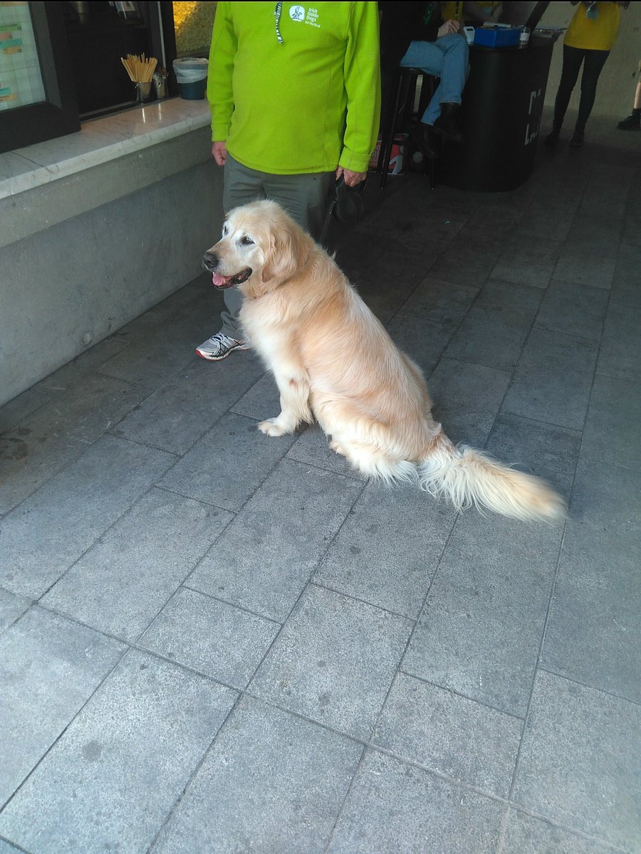 DogLogForToday's tweet image. This is Gallagher. He is 10 and he is an ambassador for Irish Guide Dogs