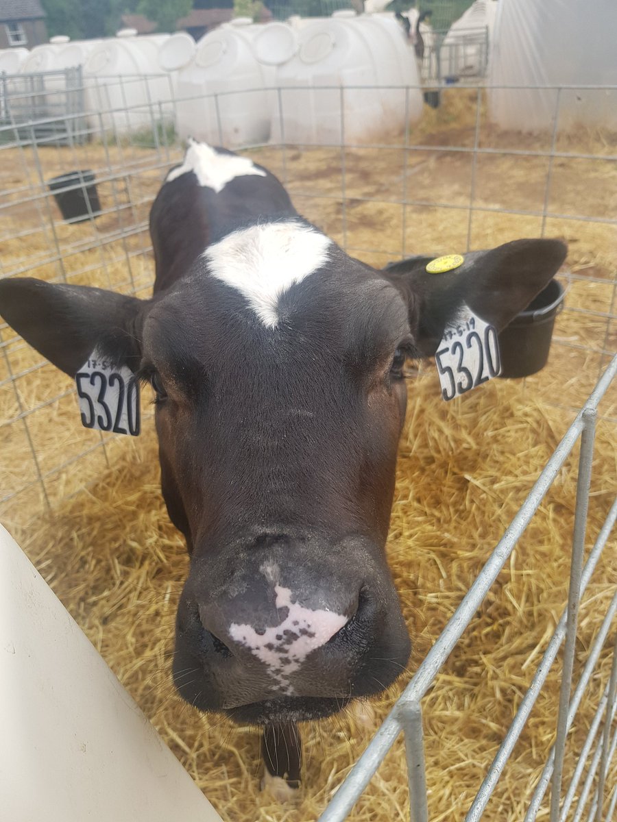 tdibble90's tweet image. Boom! Bycott's first wet calf to hit 20L. How much ADG have we lost over the years restricting these guys!? #teamdairy