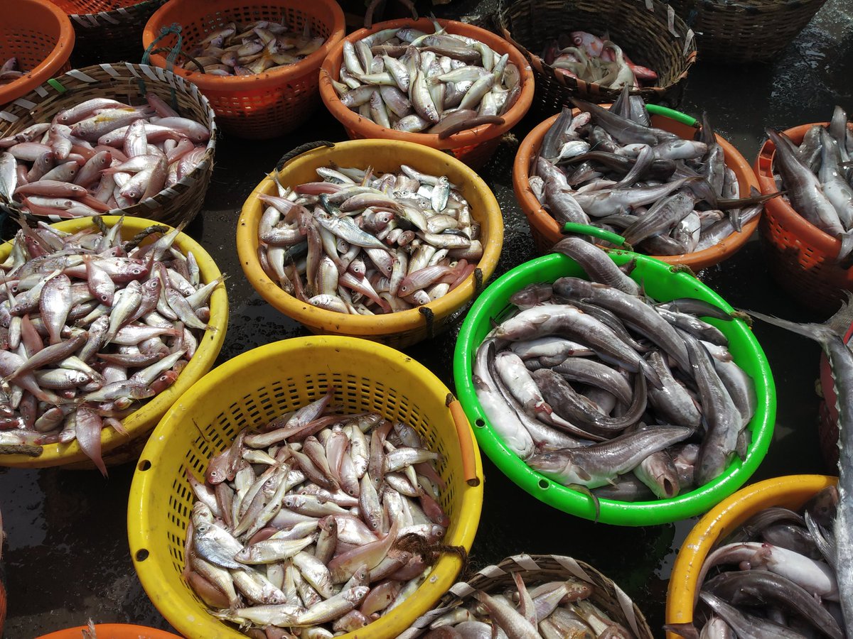 sang1983's tweet image. Kasimedu #fishhub #Chennai