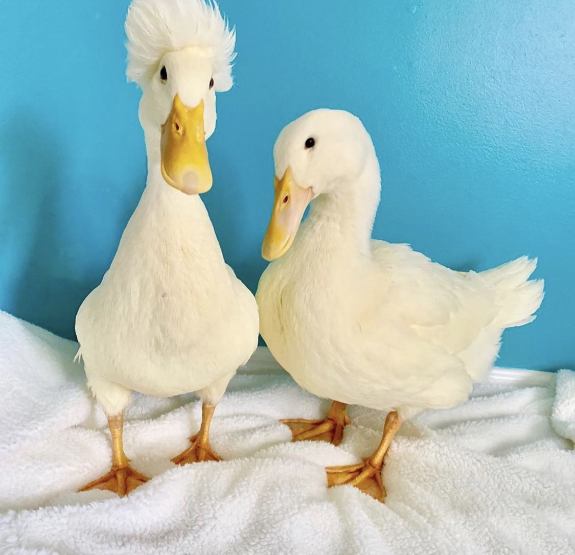 Duck Of The Day tweet media