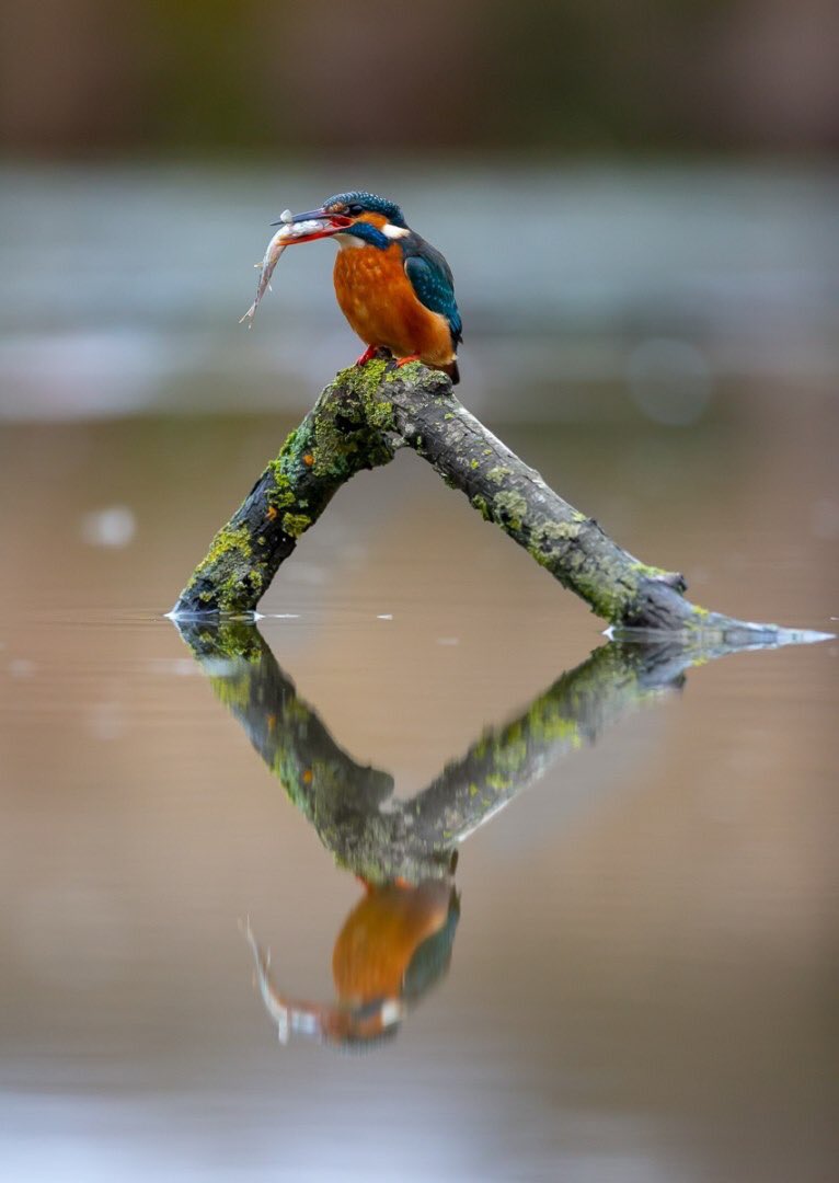 KetteringPhotos's tweet photo. The four winners from Round 3 of our 2019 Digital League - you can’t tell which ones are Novice + Intermediate, and which are Advanced or Elite. Well done Chris O’Hara, John Ruegg, Anne Bradley &amp; Nick Carter! https://t.co/q648WoSpLo