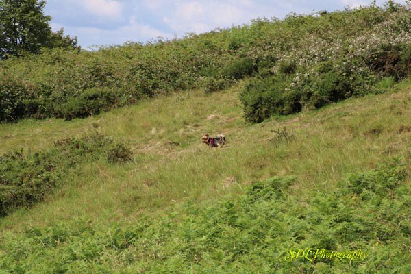 malvernwalkies's tweet image. Much exploring on Table hill. Great fun. 🐶🌄🐕😁 #funexploring #malvernwalkies #malvernhills #funwalks #tablehill