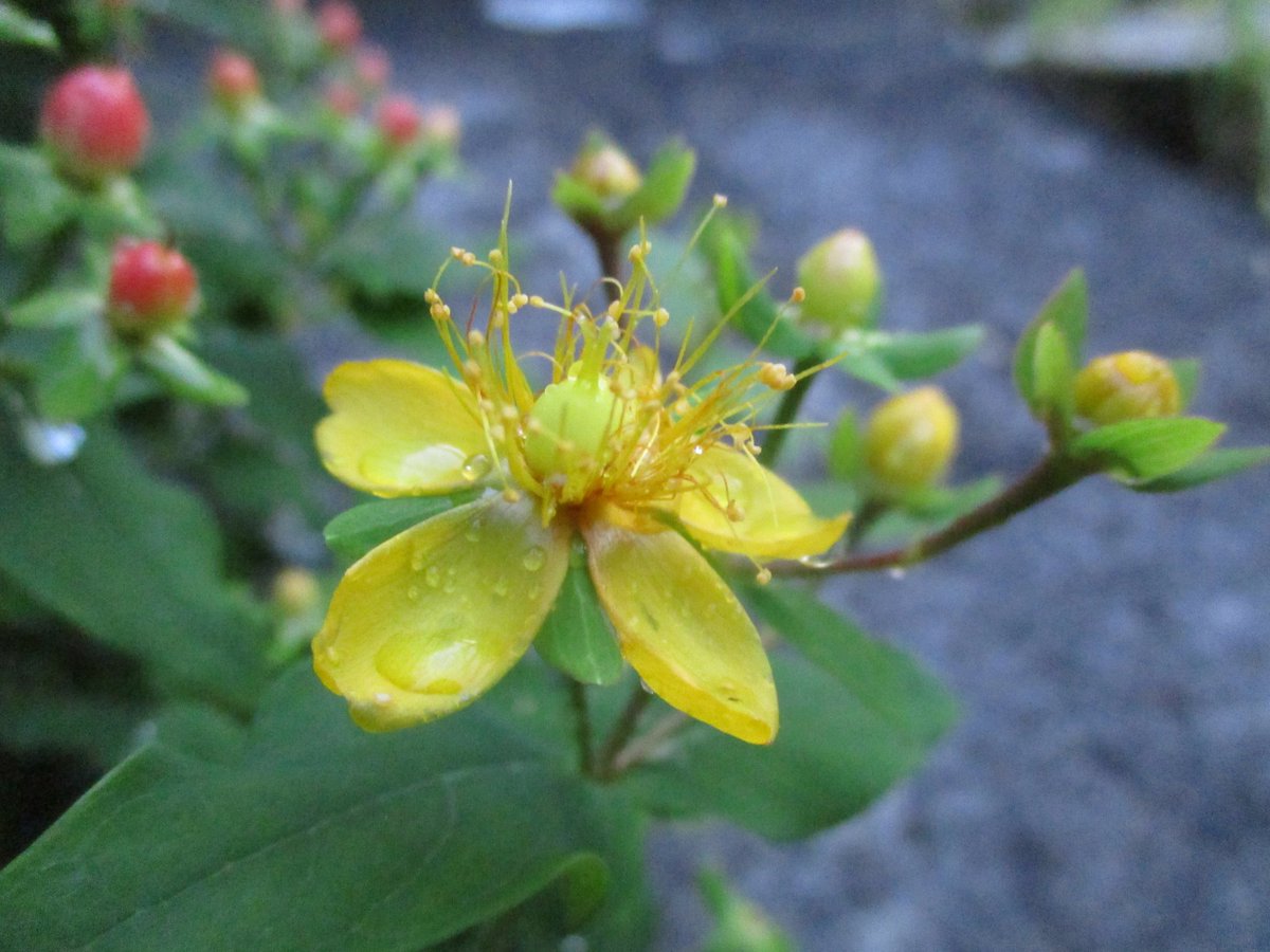 CoveLeviathan's tweet photo. St. John's Wort: nature's antidepressant! #stjohnswort #herbs #herbal #herbalism #herbalremedy https://t.co/C9Ac2s7Bm4