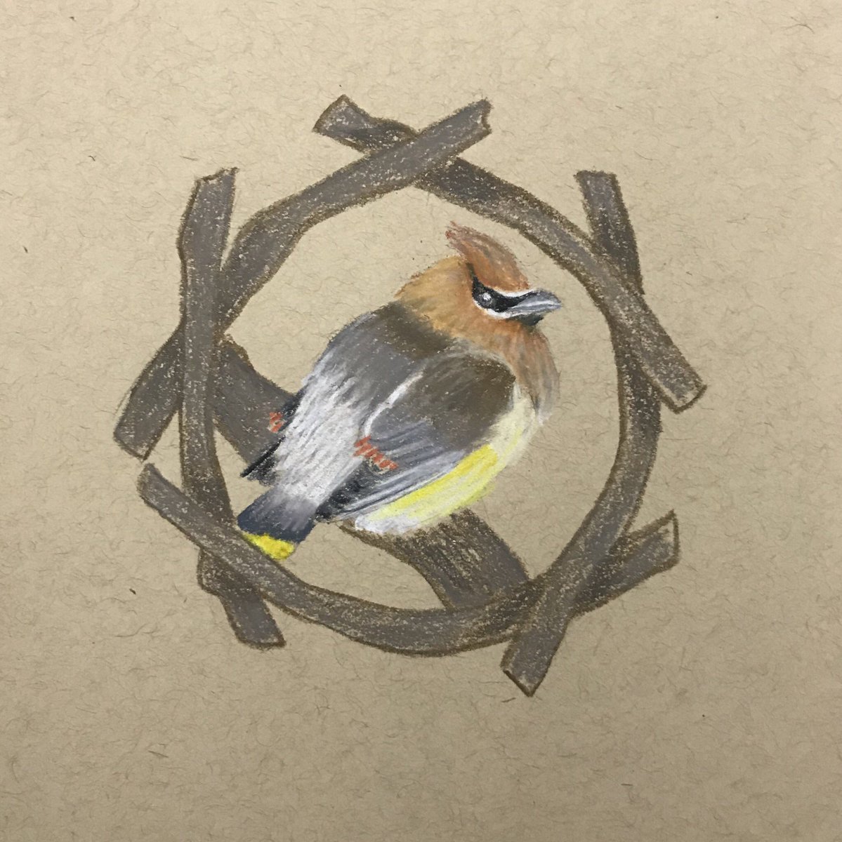 Elizardc_Arts's tweet photo. This is a Cedar #Waxwing! They like berries and sugary fruits. They hop around to court a mate. Isn’t that the cutest thing?
Day 14: Waxwing
207/365
.
.
.
#birdsofjuly #birdsofjuly2019 #edcbirdsofjuly #prismacolorpencils #prismacolor #tonedpaper #birb #bird https://t.co/f0fbpmxANz