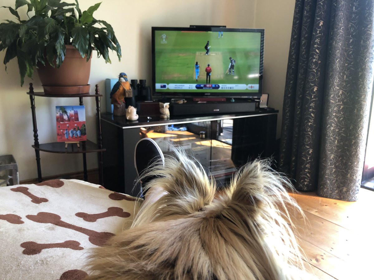 Just a girl and her chihuahua watching the Cricket World Cup final 
#lovesundays #cricket #chilife 
#chi-laxing (see what I did there!) 😂#ENGvNZ