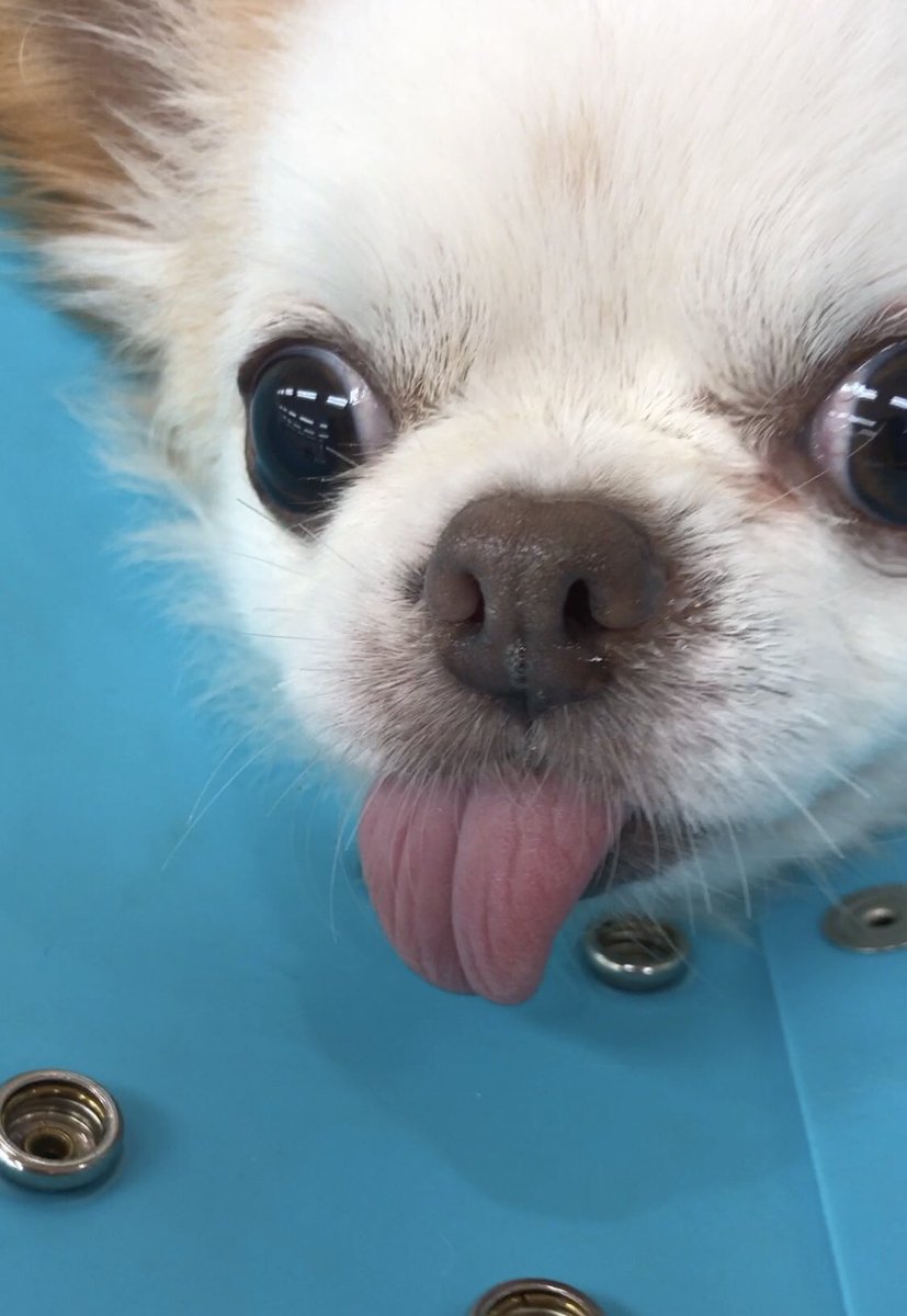 今日は久しぶりに鍼灸の勉強会でした！西洋医学と違い別の見方をする必要があります。ただ西洋医学と東洋医学、違うものではありますが何もまず状態をしっかり把握した上で治療が選択されることは共通しています！舌診の勉強です👅最近休診日も勉強会参加が多すぎて休めない。。