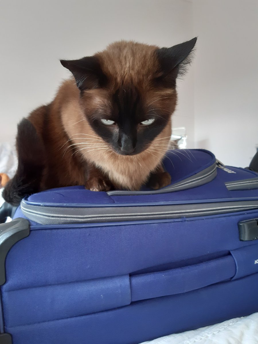 MissJuliaBaker's tweet image. Someone is happy we are home #weekendsaway #catsoftwitter #CapeTown