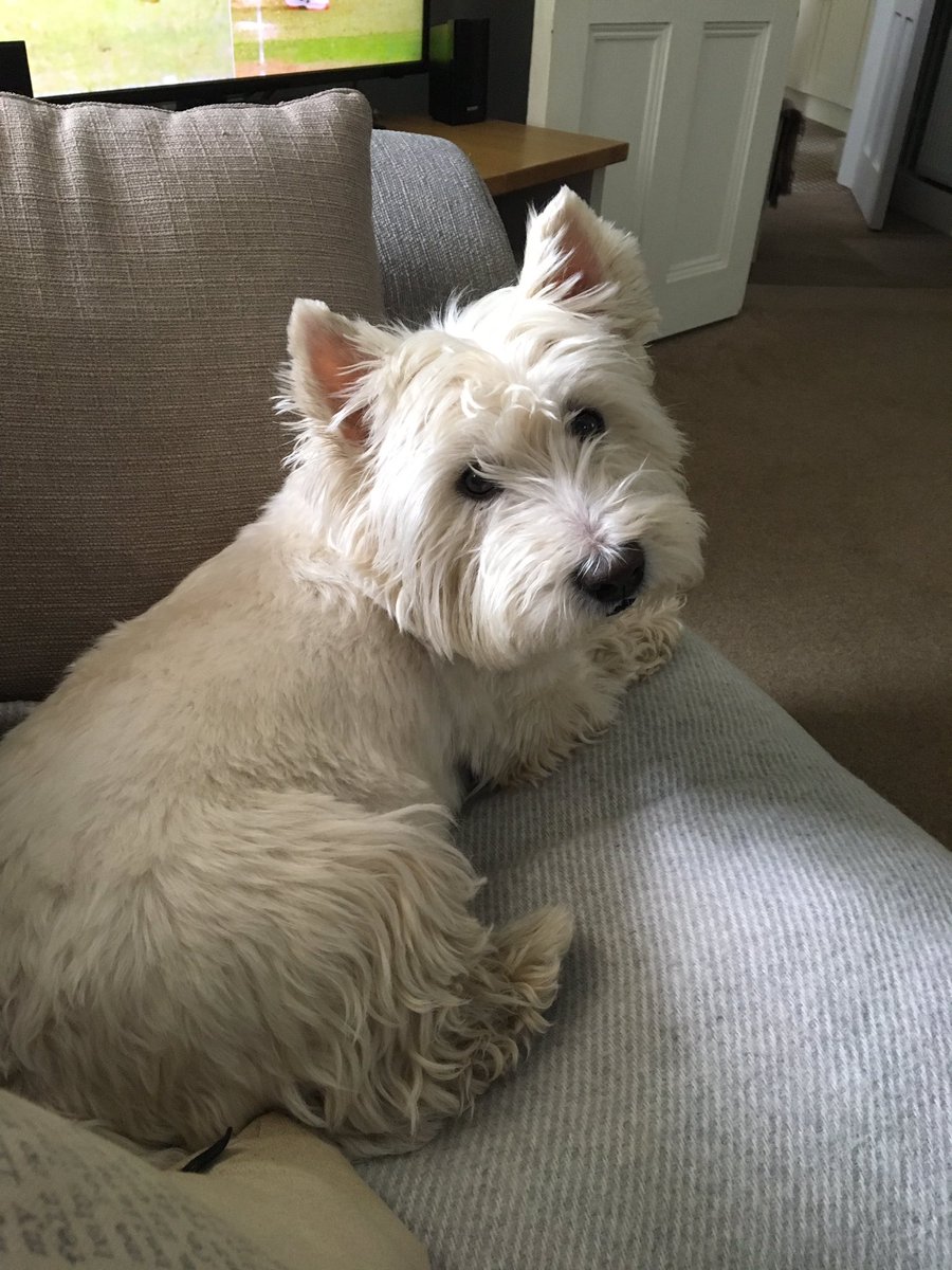 BusterWatches's tweet photo. Sunday resting #westie #CricketWorldCupFinal https://t.co/GRTKBWIdg0