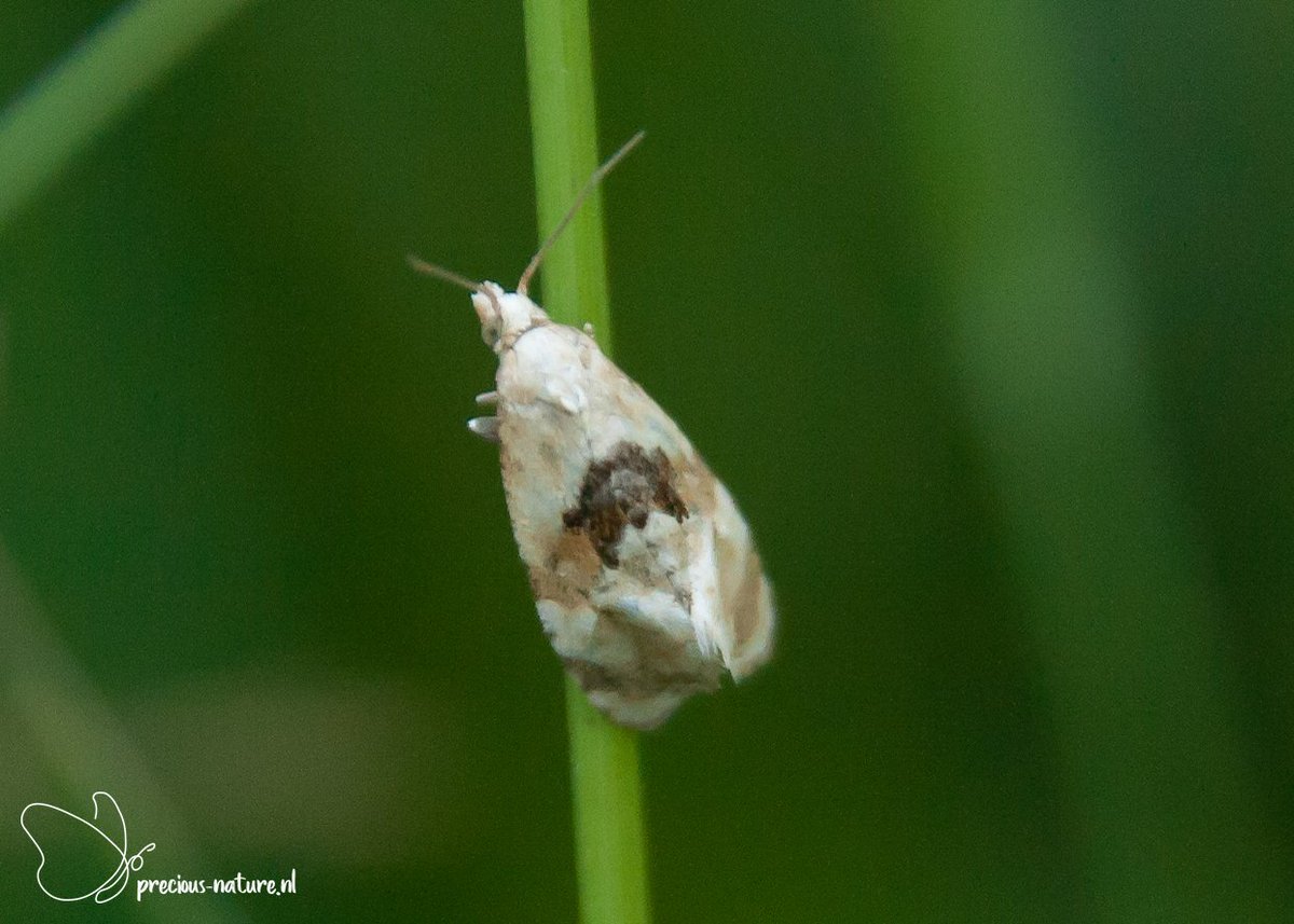 DurkSchakel's tweet photo. Nieuwe soort voor mijn lijst, de #muntbladroller #Water_mint_conch #Tortricidae #bladrollers #NaturePhotography #canon1000D #itfryskegea #aldefeannen https://t.co/m99Ixas1tW