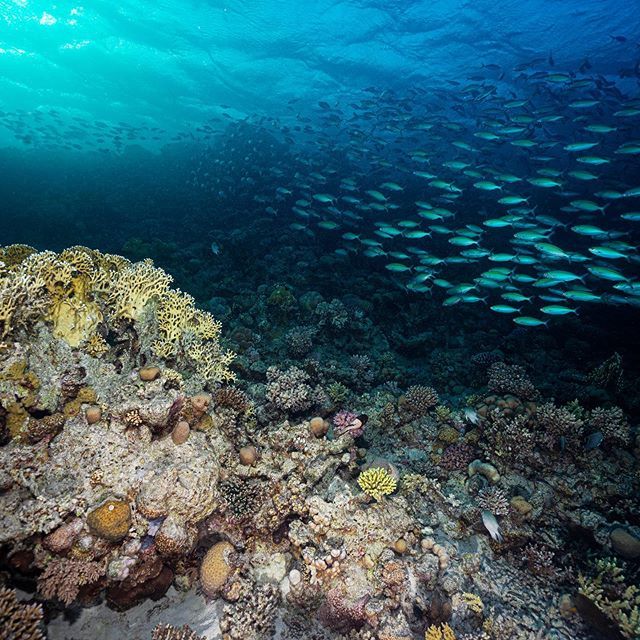 Ser1993's tweet photo. Red Sea coral reef on sunset. 
#Easydive #easydiverman #sony #padi #uwphotography #redsea #xdeep #ikelite #himax #diving #scubadiving #dive #egypt #coralreef #underwater https://t.co/u6QNFwk6fA https://t.co/ayMder9XjR