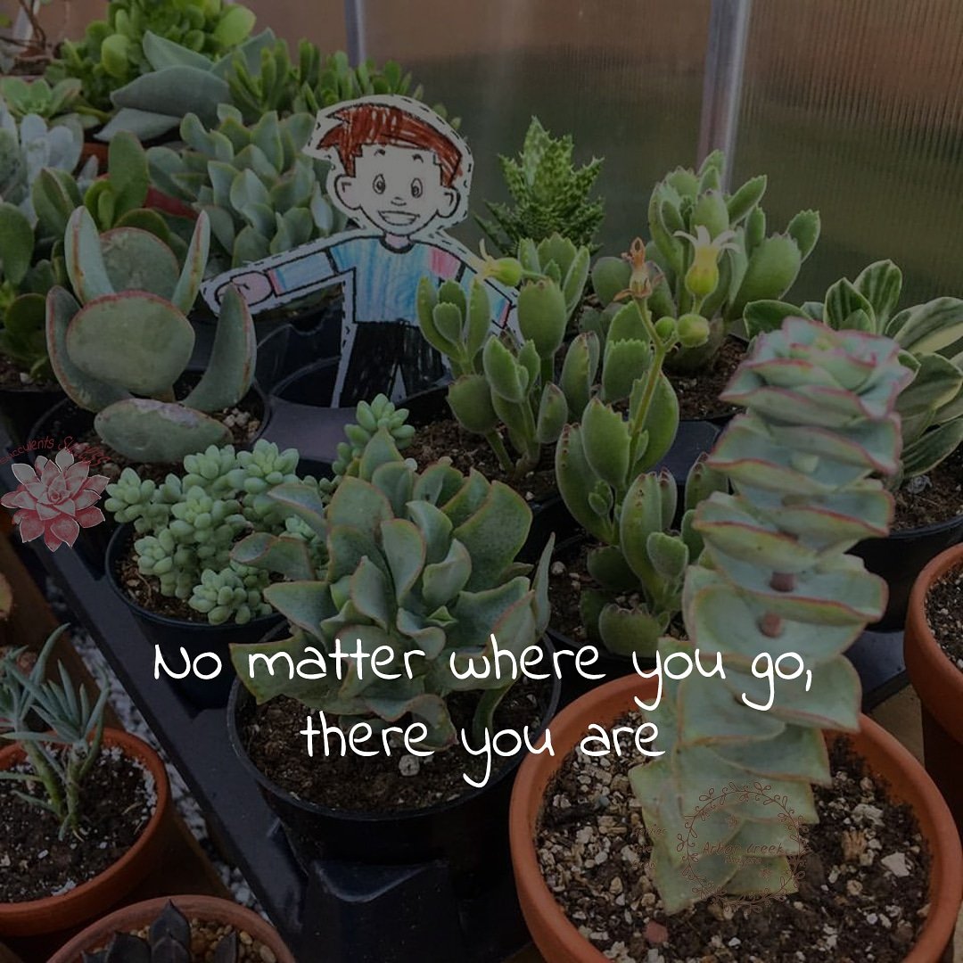 #No #matter #where #you #go, #there you #are. #greenhouse #cotyledontomentosa #jade #crassulaperforata #succulents #success #quotes @ArborCreekNiag - Like for more success - Follow us for more success quotes @SucculentsSucc1