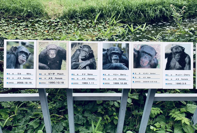 大人は細かいことを気にしすぎているのかもね🐒 