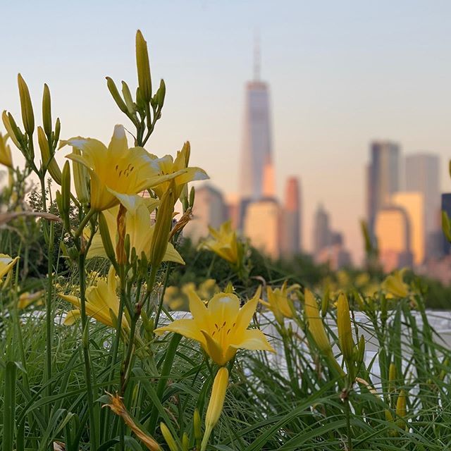 chefonaboat's tweet image. Another non-food pic I wanted to share. A beautiful sunset @libertyhouserestaurant . Always stellar food and great times here! #libertyhouserestaurant #landmarkhospitality #manhattanviews #jcmakeityours #oneworldtradecenter ift.tt/32sCcuf