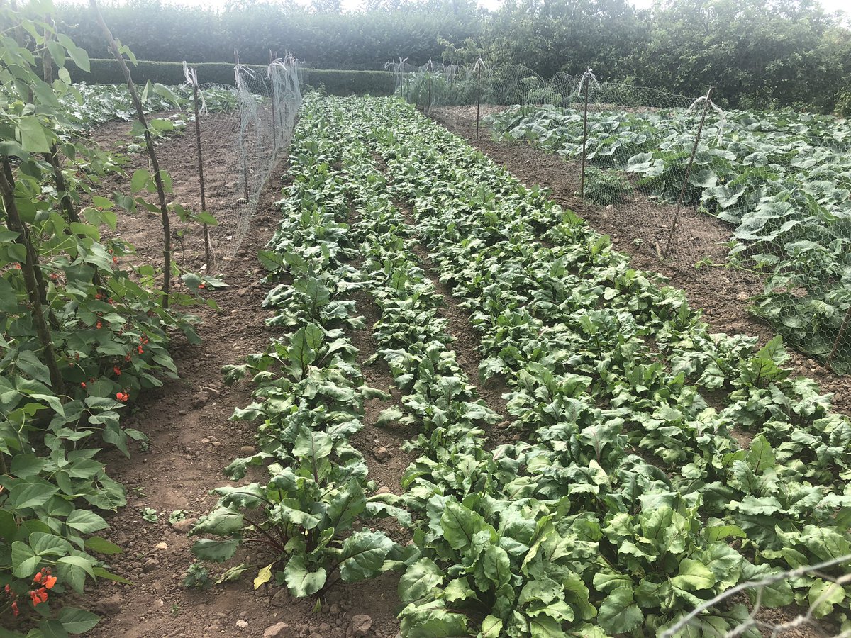 veg_box's tweet photo. Beetroot is coming along nicely ! #candybeets #goldenbeets #cylinderbeets #localfood @DevonFoodNet @devonfoodhour @diningdevon @veg_box https://t.co/JsRNz7hjIv