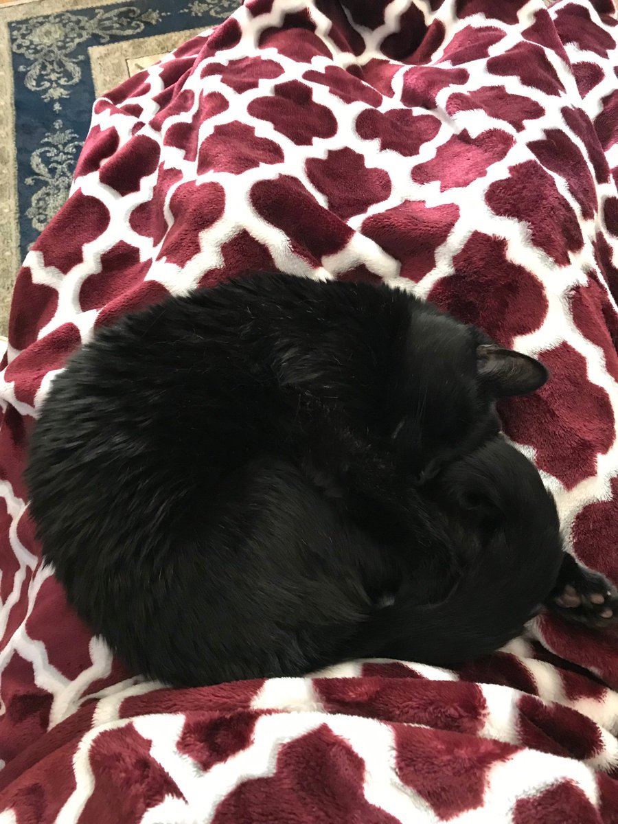 BradyLisaM's tweet photo. Back with my very real, very needy kitty. https://t.co/O66CBhfYUC