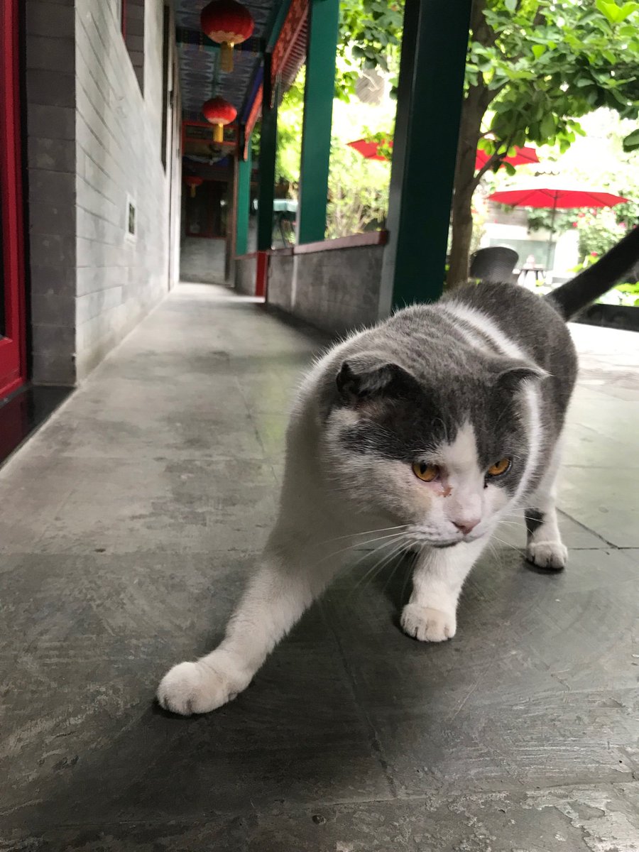 BradyLisaM's tweet photo. Cats, real and imagined, on my China adventure. https://t.co/VkM8E75nbE