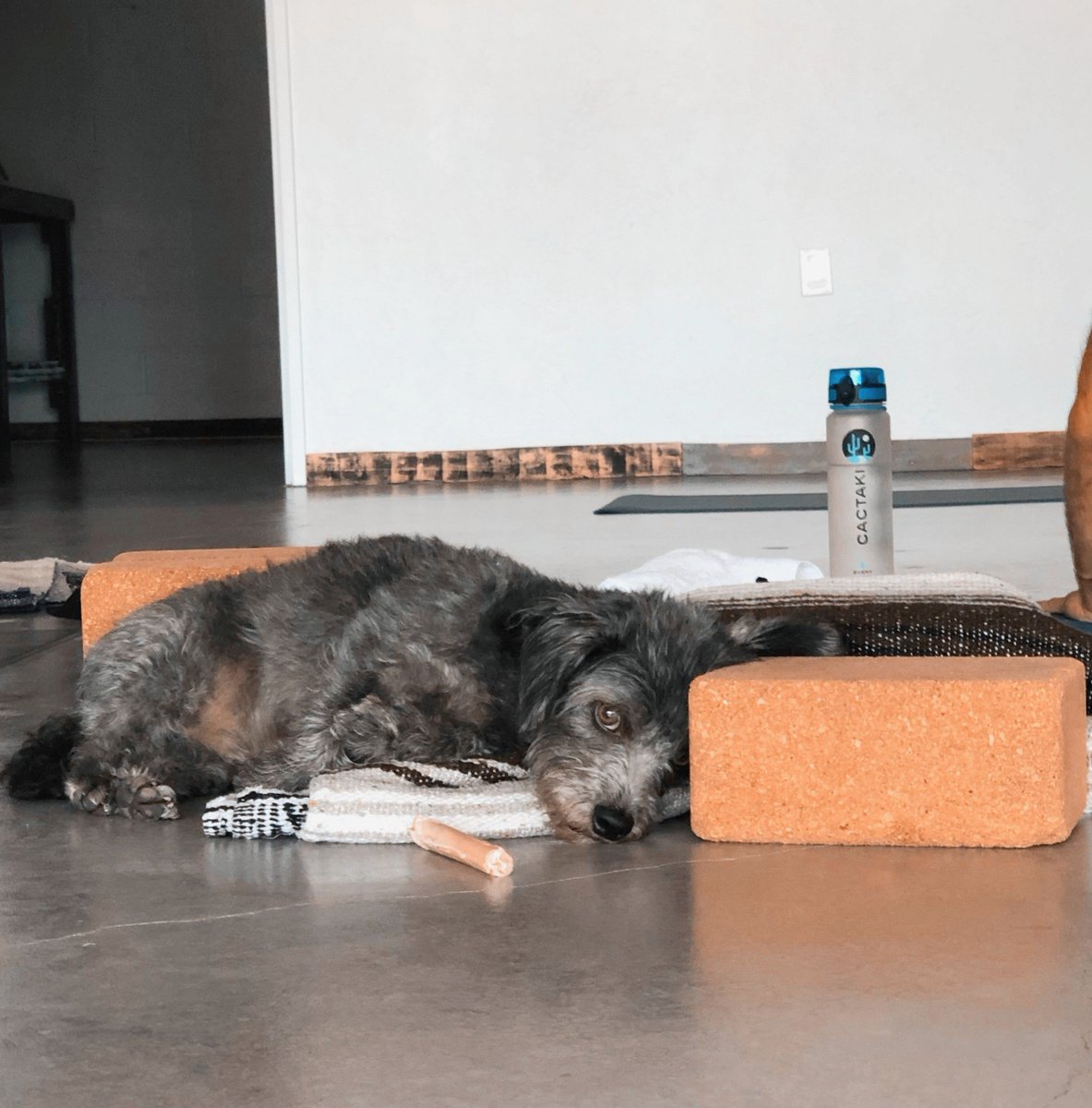 Peanut, we feel ya, dawg. This is our happy, safe space, too.
.
.
.
#YogaTheorem #yoga #edmondok #edmondyoga #downtownedmond #okc #yogadog #dogsofinstagram #yogastudio #furbaby #oklahomayoga #yogaprops #adoptdontshop #friends