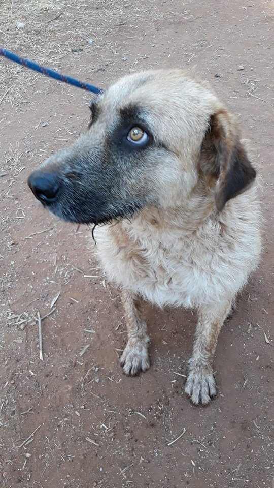 siviaromera1's tweet photo. GRANADA
Nos piden DIFUSIÓN URGENTE 
Leo será sacrificado si nadie lo ayuda .
Venden la finca donde está y prefieren acabar con su vida que dejarlo en la perrera 
Es muy joven 2 añitos muy cariñoso y sociable 
Necesita acogida mientras se le busca familia .
+34 615 06 41 75 https://t.co/OKgrtRgx3d