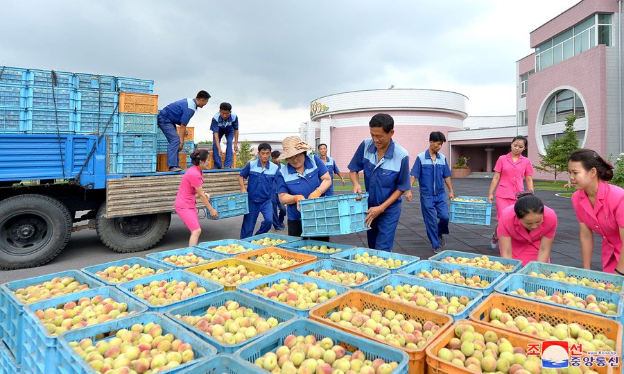 NatalieRevolts's tweet photo. "Early peaches produced in Kwail County arrived in Pyongyang on Friday.

A convoy of vehicles full of peaches was greeted by officials and working people in Pyongyang City at Munsu parking lot on the bank of the Taedong River." 🍑 https://t.co/C0PbcjNpFF