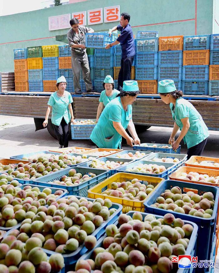NatalieRevolts's tweet photo. "Early peaches produced in Kwail County arrived in Pyongyang on Friday.

A convoy of vehicles full of peaches was greeted by officials and working people in Pyongyang City at Munsu parking lot on the bank of the Taedong River." 🍑 https://t.co/C0PbcjNpFF