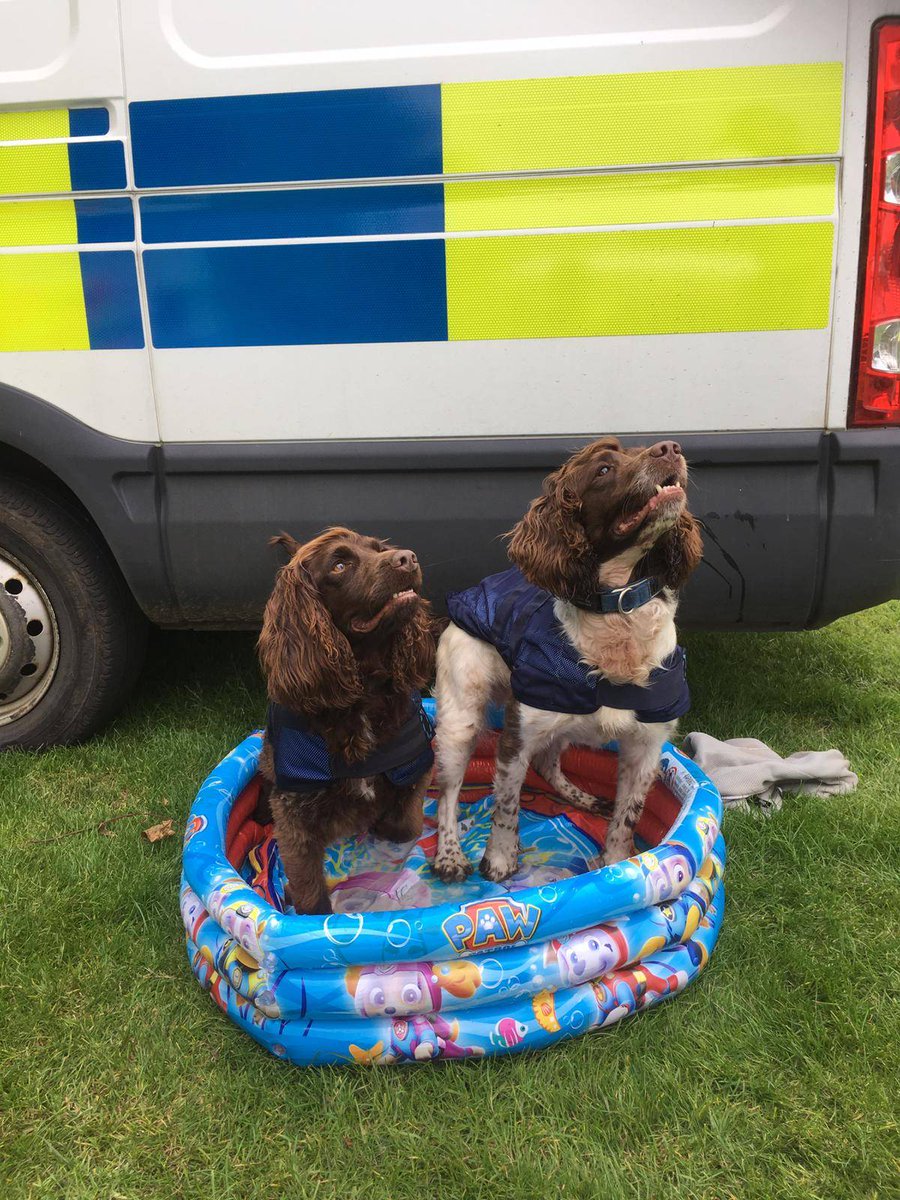 PSOSDogs's tweet photo. Thank you again @MA_PurplePoppy for our #CoolingCoats
They came in very handy this weekend whilst we worked at TRNSMT. Here is #PDMurphy and #PDRexy showing them off π
#PawPatrol
#KeepingPeopleSafe
#CoolCoatsHappyPups πΎ π https://t.co/Xbc2wxCYgU