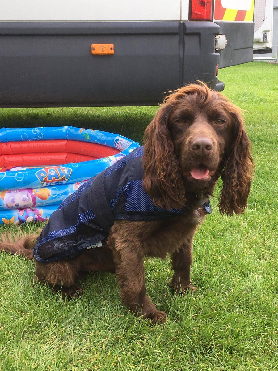 PSOSDogs's tweet photo. Thank you again @MA_PurplePoppy for our #CoolingCoats
They came in very handy this weekend whilst we worked at TRNSMT. Here is #PDMurphy and #PDRexy showing them off π
#PawPatrol
#KeepingPeopleSafe
#CoolCoatsHappyPups πΎ π https://t.co/Xbc2wxCYgU