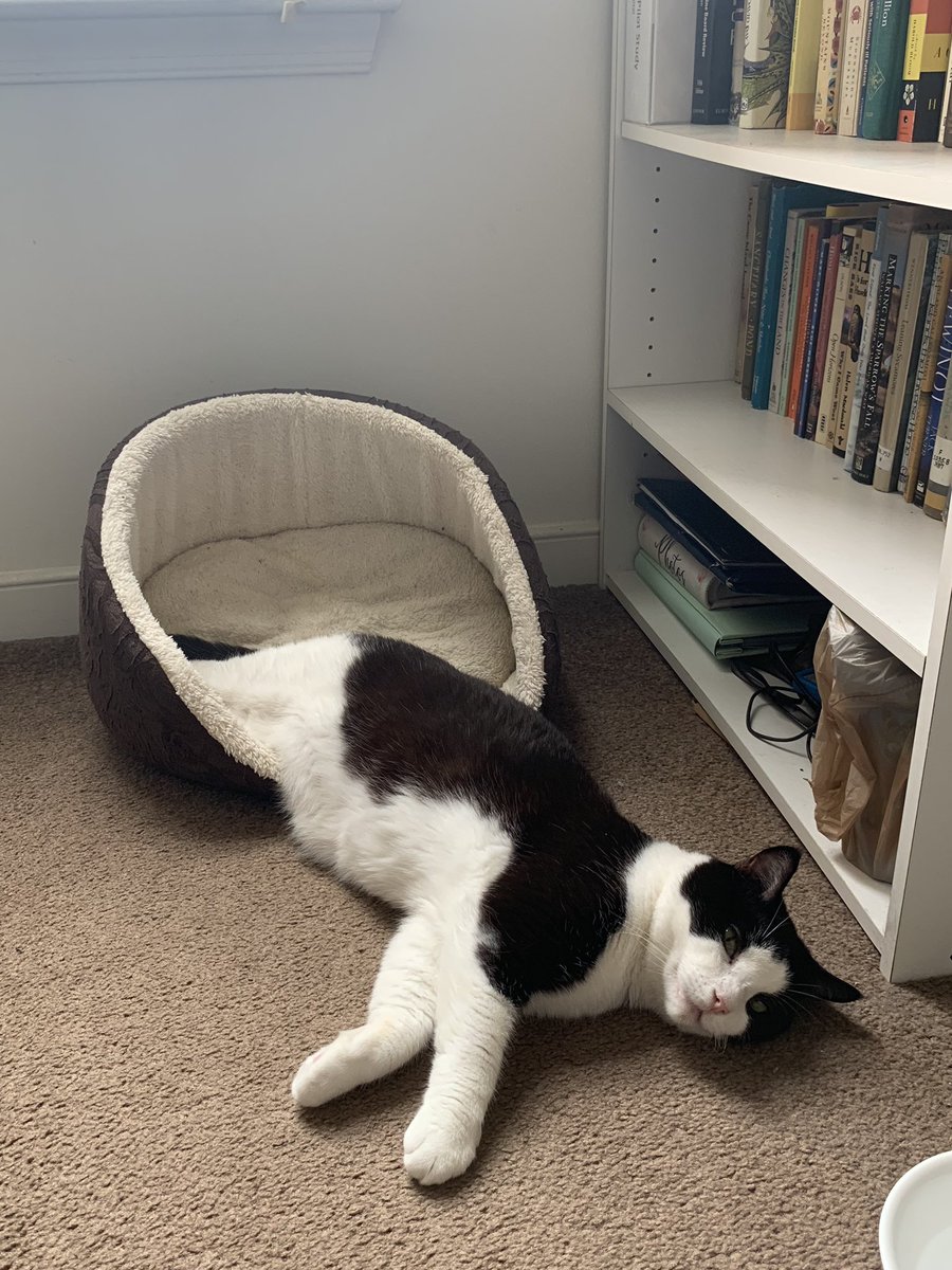 JaneXYeh's tweet photo. Purchased a nice bed for our cat, but this is how he uses it. At least he’s kind of using it? https://t.co/SXsjpWTwvL