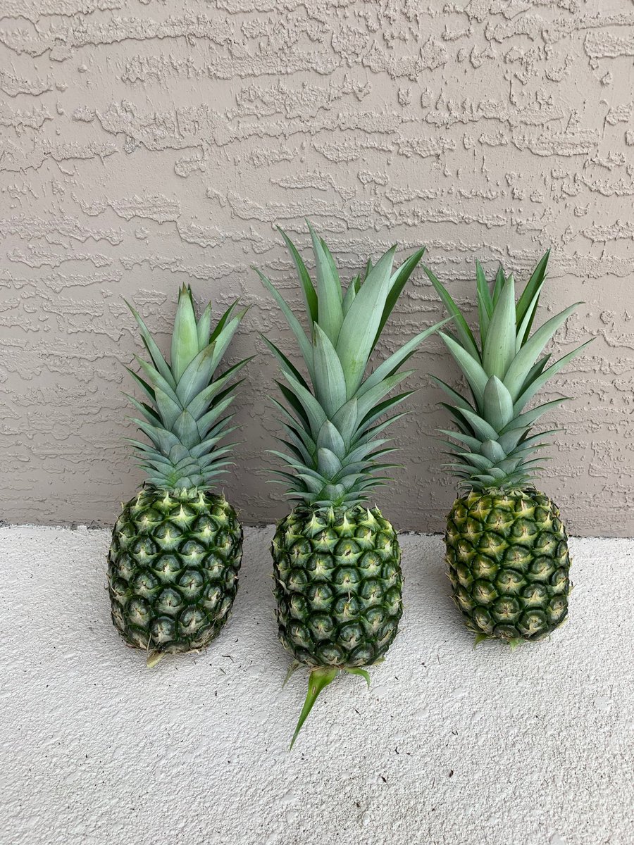 jasonr_mulcahy's tweet photo. This year’s crop. Got them before the raccoons stole them 😁 #pineapple #FLgrown https://t.co/hOzPStti99