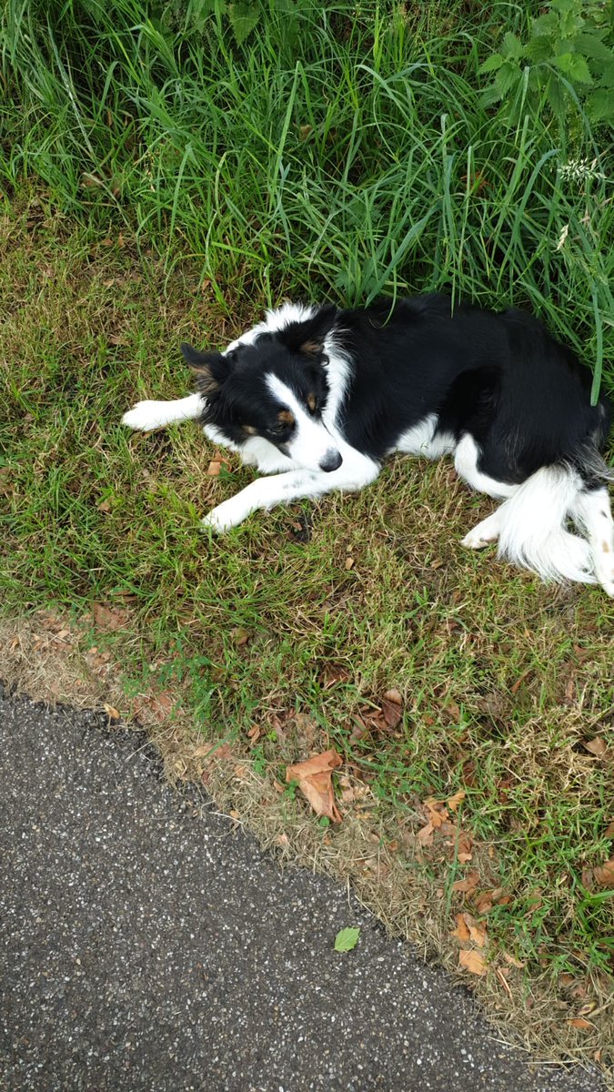 GEVONDEN IN LEUSDEN
WIE KENT DEZE HOND?

Wanneer de Dierenambulance vrij is van de nog lopende oproepen (gebied is vandaag nogal groot ivm vrijwilligers te kort) gaan we de chip uitlezen. Maar misschien lukt het wel voor die tijd via sociale media!
Graag contact met 0654928928