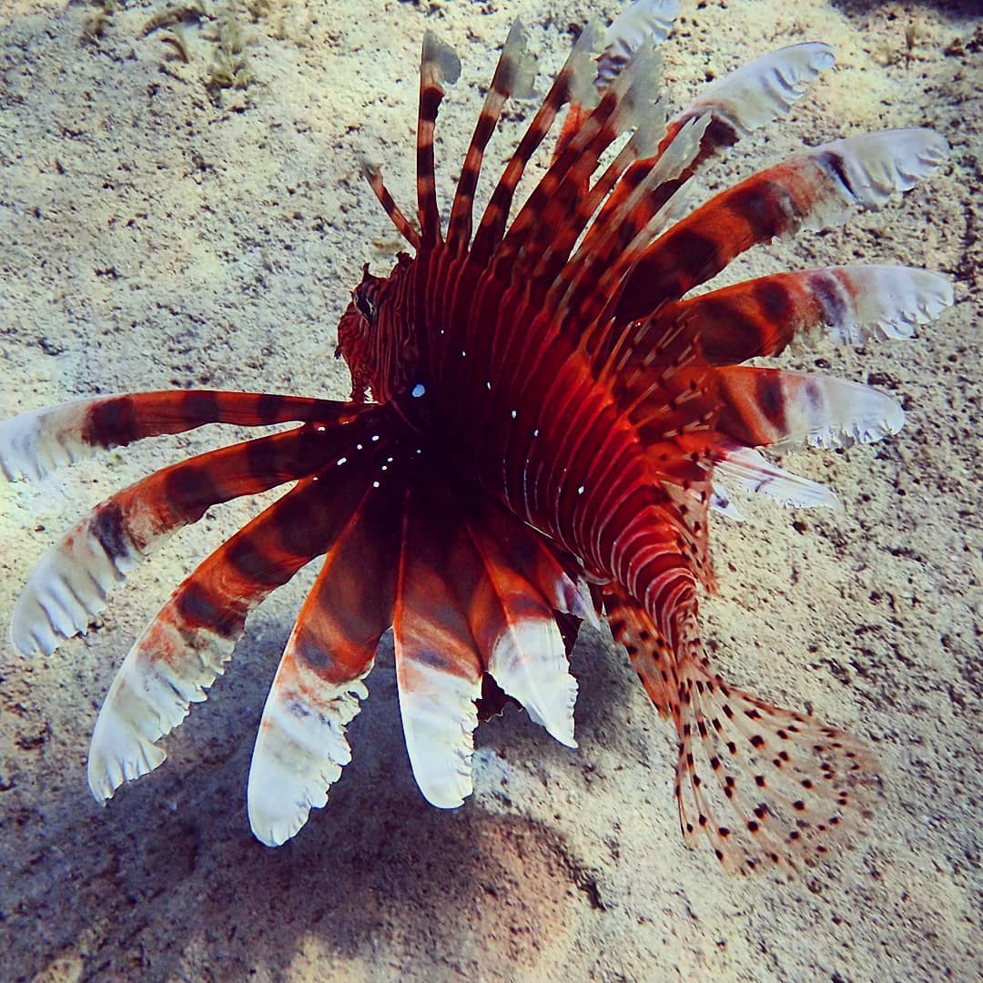 How many of you have spotted one of these little critters while snorkeling off Pine Cay?
.
If we had Lionfish on the menu would you give it a try?
.
📷 <a href="/selina/">selinaaa Baby!</a>.keil