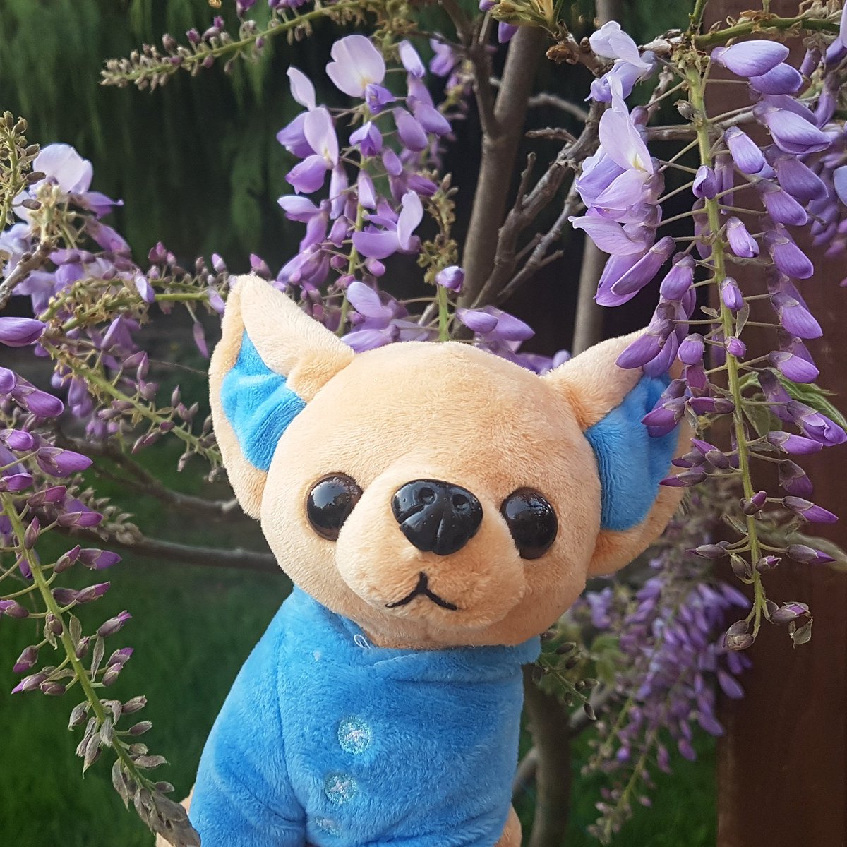 BornToBeFluffy's tweet photo. @Toshlofficial Hello Nyantaro! This is my dog Kattaro. Would you like to play with him? He says "こんにちは" to you from our secret garden! He likes to wear clothes too and he loves #toshl! 😊🐶🐕 https://t.co/jIy8a7GBUX