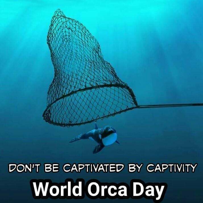 Diane Fraleigh 🐬Ontario Captive Animal Watch (@casey_pup) on Twitter photo IT IS WORLD ORCA DAY! Please think about the orca languishing in captivity and the Southern Resident orca endangered by human apathy. Consider making a donation to <a href="/OrcaIngrid/">Dr Ingrid N. Visser (PhD)</a> via her Patreon page. I can think of no one who does more for orca than Ingrid.
patreon.com/join/IngridVis… IT IS WORLD ORCA DAY! Please think about the orca languishing in captivity and the Southern Resident orca endangered by human apathy. Consider making a donation to <a href="/OrcaIngrid/">Dr Ingrid N. Visser (PhD)</a> via her Patreon page. I can think of no one who does more for orca than Ingrid.
patreon.com/join/IngridVis…
