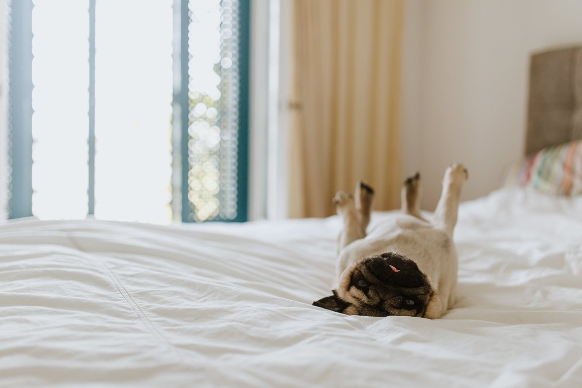 happydogisland's tweet image. SUNDAY! #puglove #deadbug #sleepingin #sundayvibes