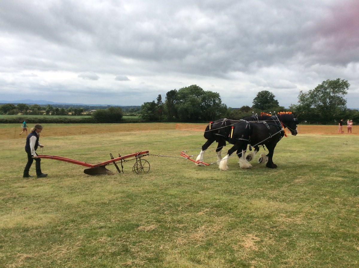 RareBreedChris's tweet image. Great to see these shire horses at @AnimalsRMagic2 doing pretty much what they are supposed to be doing. The plough is from Stafford and the harness is from the Amish. #GoNative