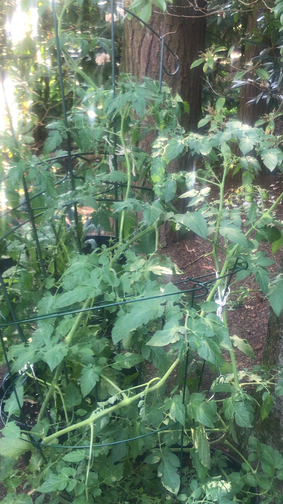 ProfEmilyOster on Twitter "Seriously how do I keep the squirrels from eating all my cherry