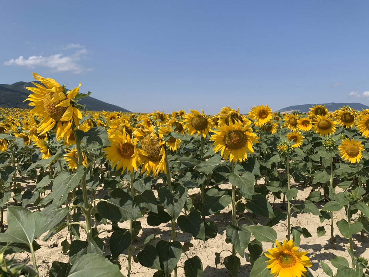 [EU] Landarearen mugimendua!  Eguzkia jarraituz  ☀️ #ekilorea 
[ES] El movimiento de la planta! Siguiéndole al sol 🌞 #girasol