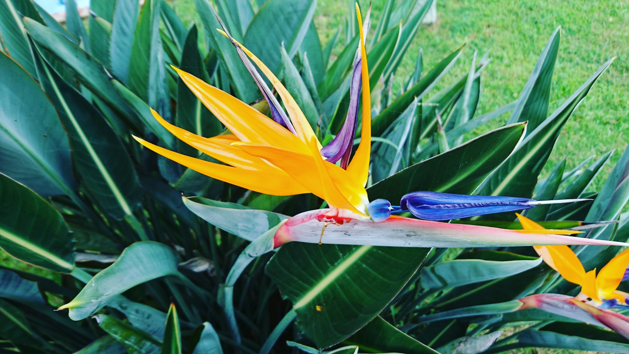 熱帯植物 Twitter Search Twitter