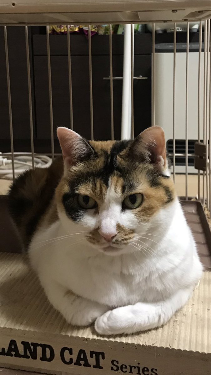 鼻シミが止まらない