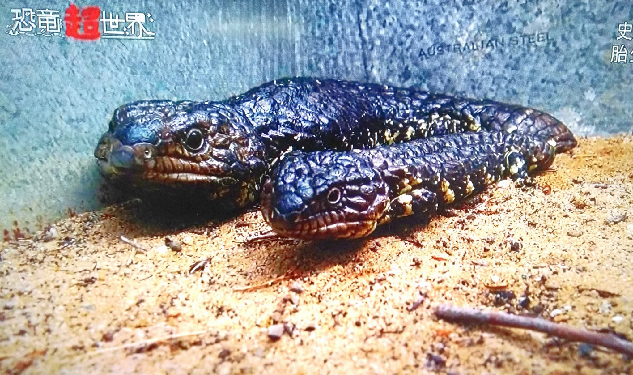 Uzivatel さのっち Na Twitteru モササウルスの番組なのにマツカサトカゲに癒やされてる自分がいる 恐竜超世界 Uzivatel さのっち Na Twitteru モササウルスの番組なのにマツカサトカゲに癒やされてる自分がいる 恐竜超世界