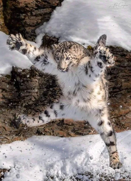 FurcanaServer's tweet photo. Draw your fursona in this pose https://t.co/hLSAHfAO3U