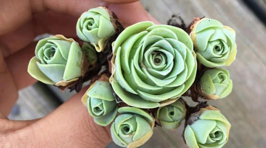 I am so excited. I bought some of these in the pink. The seeds should be here by tomorrow. #Succulentmom