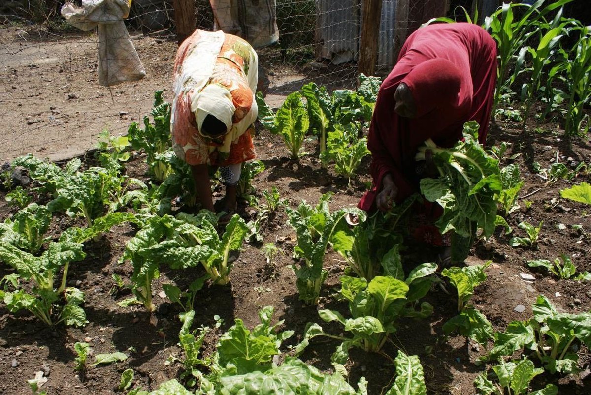 wef's tweet photo. Loans are helping Kenyan women turn idle land into stable businesses https://t.co/0OeI5C3BV9 #business #kenya https://t.co/H4Kp9Qxpxt