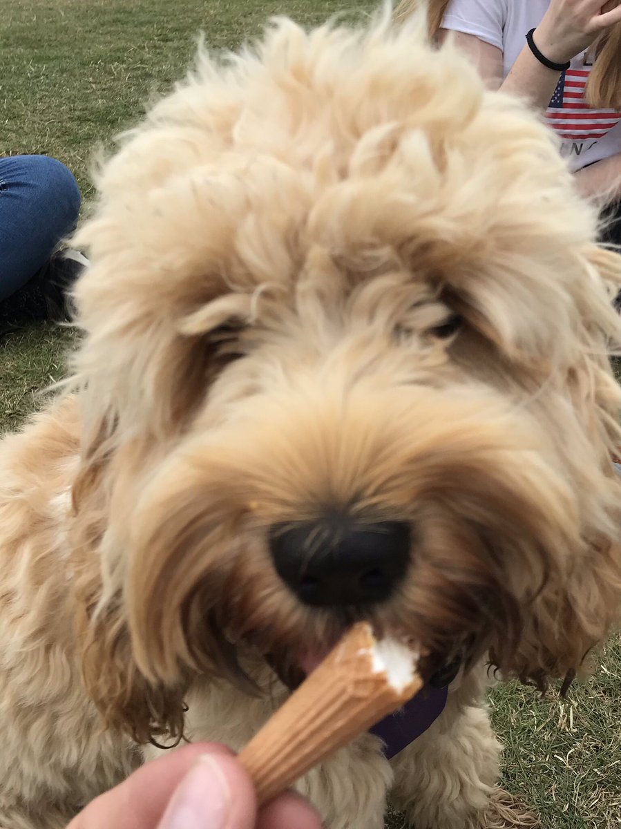 CockapooMaeve's tweet image. Hummm...Ice cream!