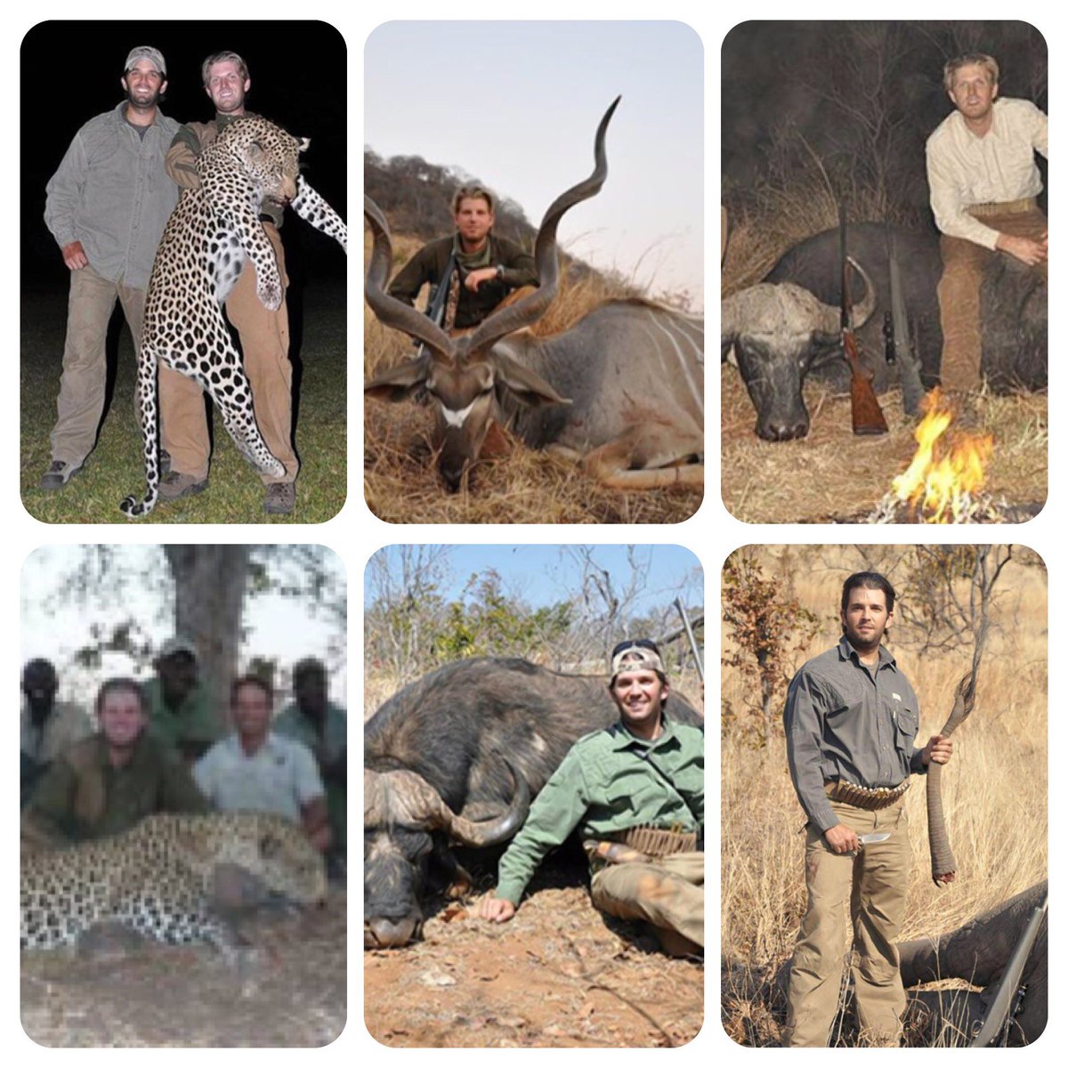 NatTremb_'s tweet photo. #SaveTheElephants 
#SaveEndangeredAnimals 
#trumpSons 👎🏻 https://t.co/9eScGZFetL